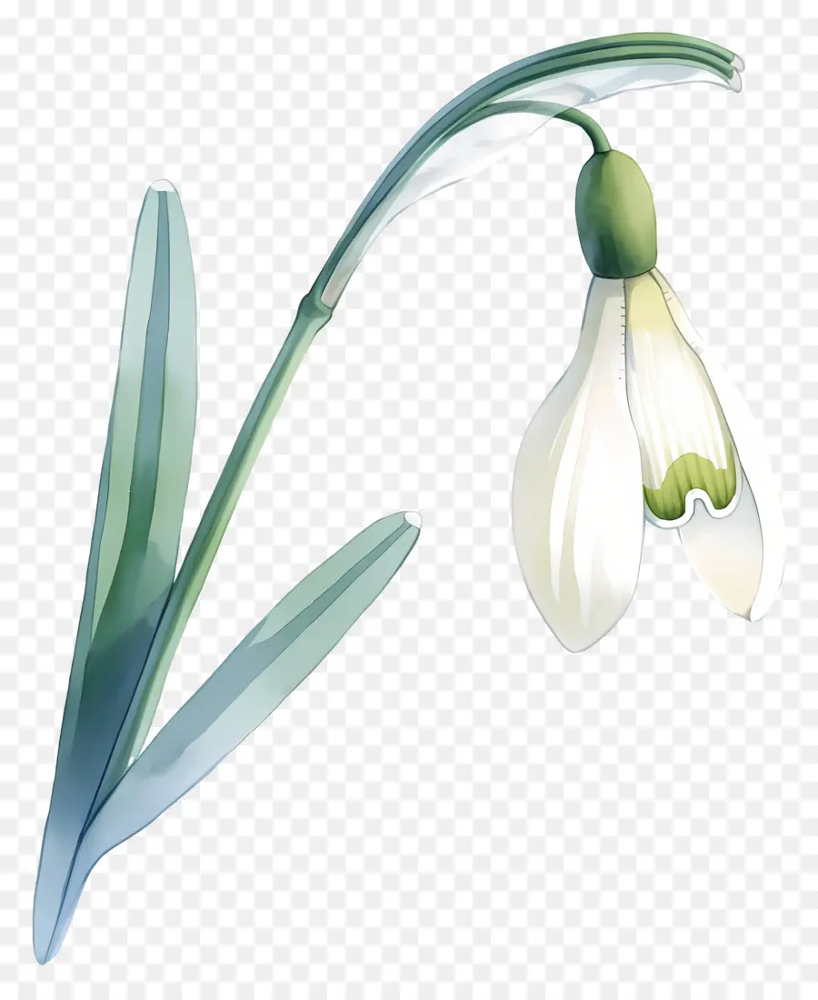 Fleur De Perce Neige，Perce Neige Blanc PNG