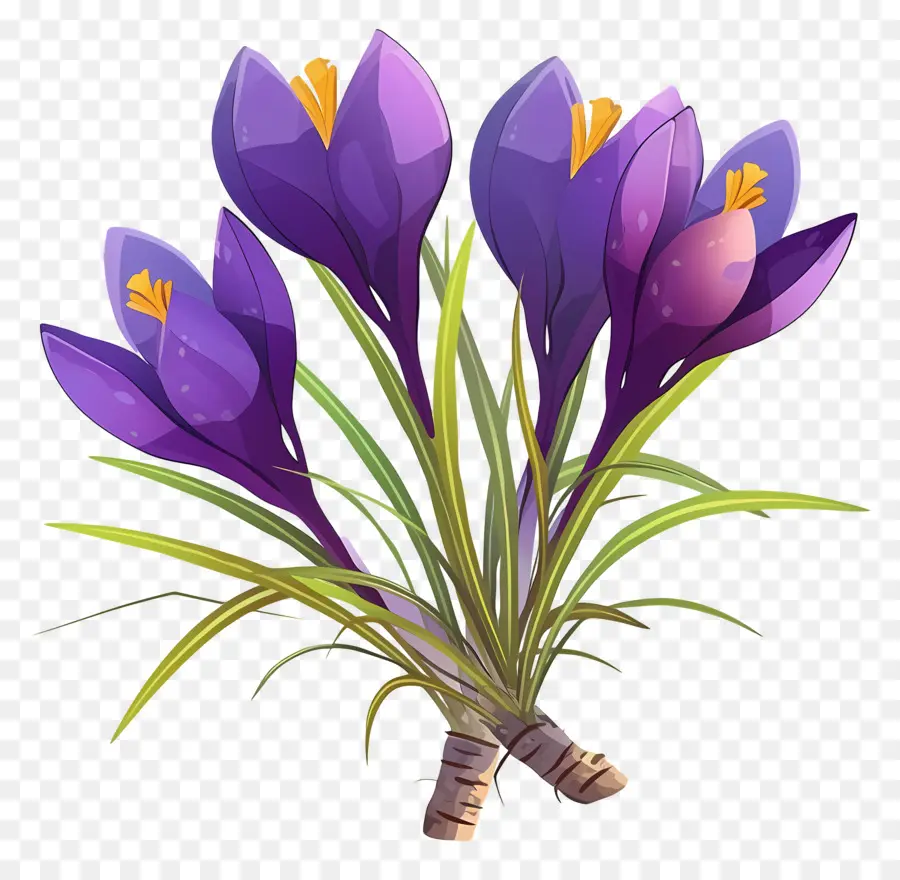 Crocus Safrané，Fleur Violette PNG