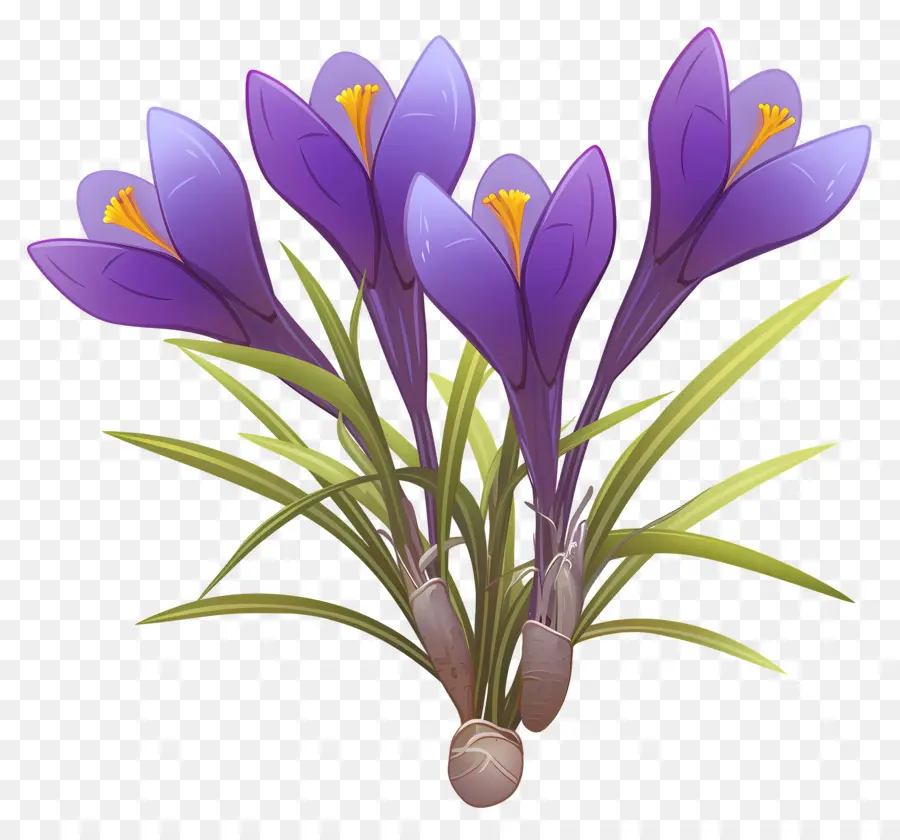 Crocus Safrané，Fleurs Violettes PNG