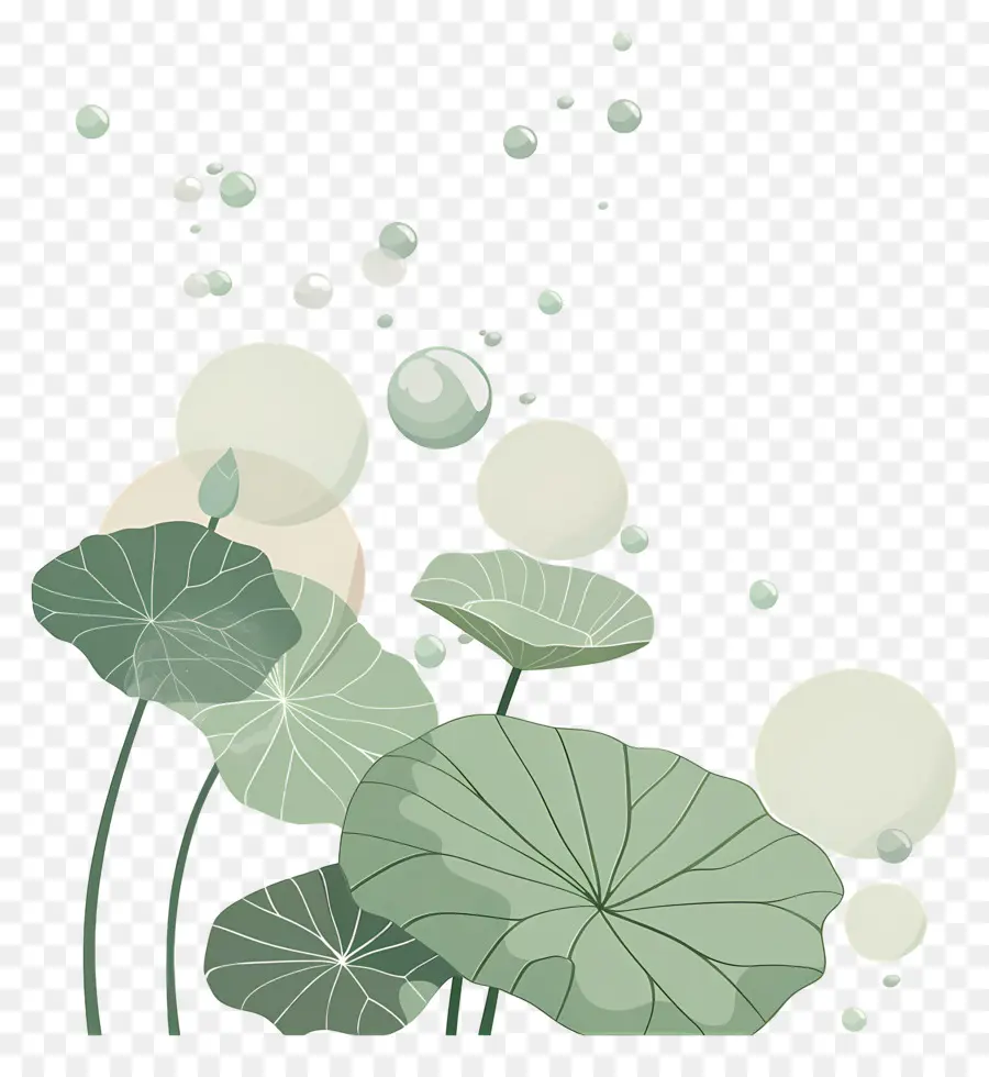 Feuilles De Lotus，Lotus PNG