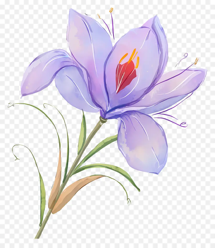 Fleur De Safran，Fleur Violette PNG