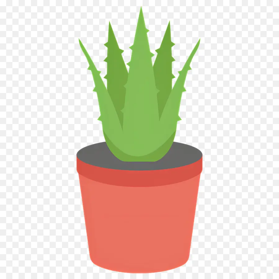 Aloe Vera，Plante En Pot PNG