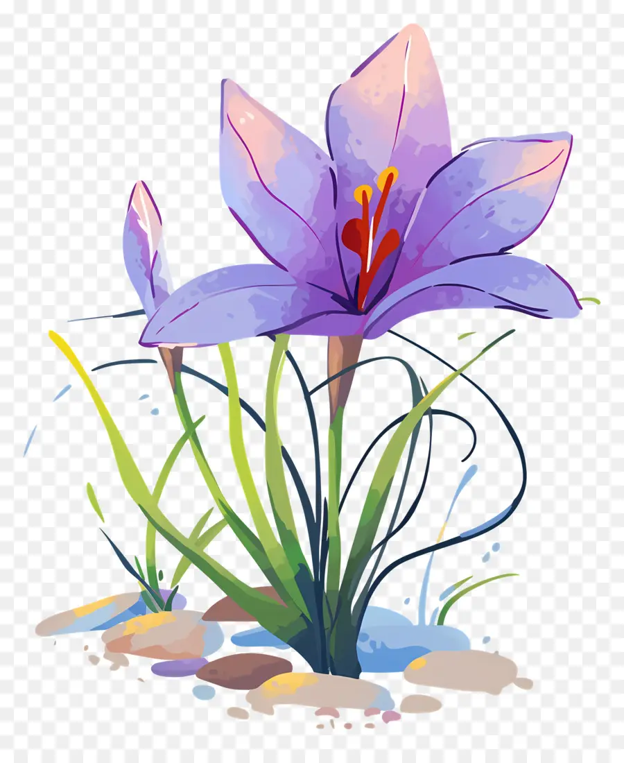 Fleur De Safran，Fleur Violette PNG