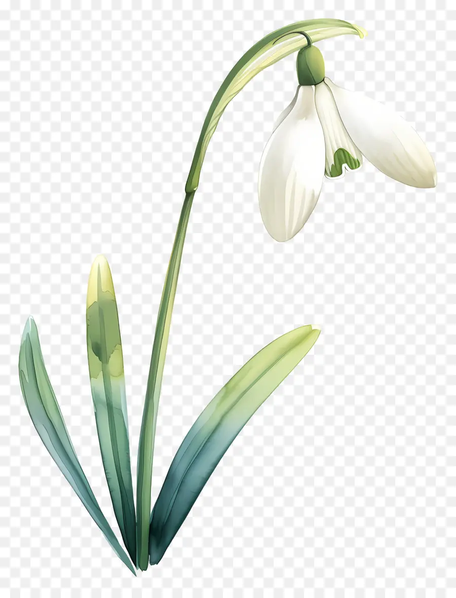 Fleur De Perce Neige，Feuilles PNG