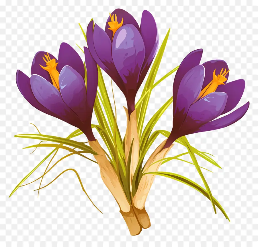 Crocus Safrané，Fleurs Violettes PNG