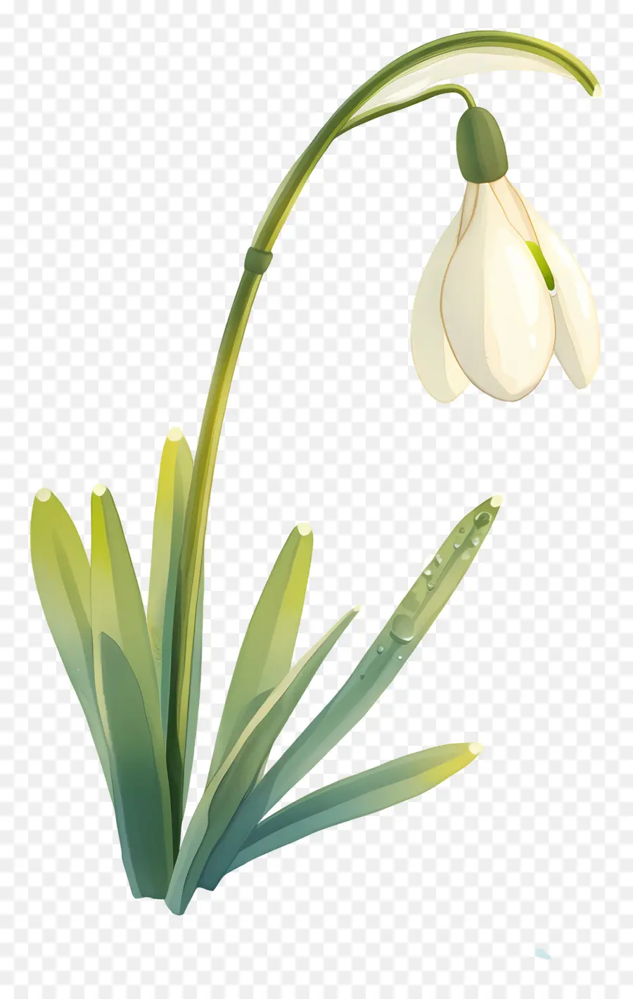 Fleur De Perce Neige，Perce Neige Blanc PNG