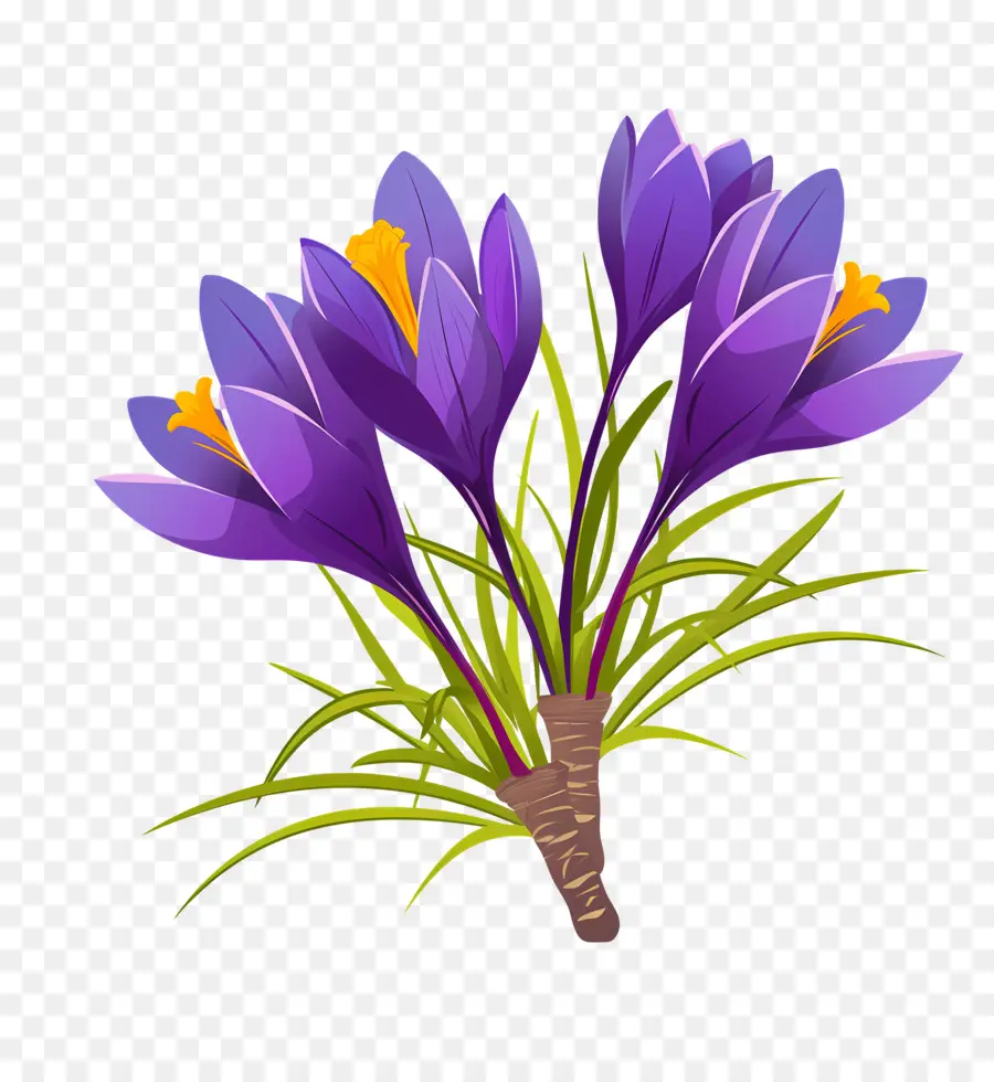 Crocus Safrané，Fleurs Violettes PNG