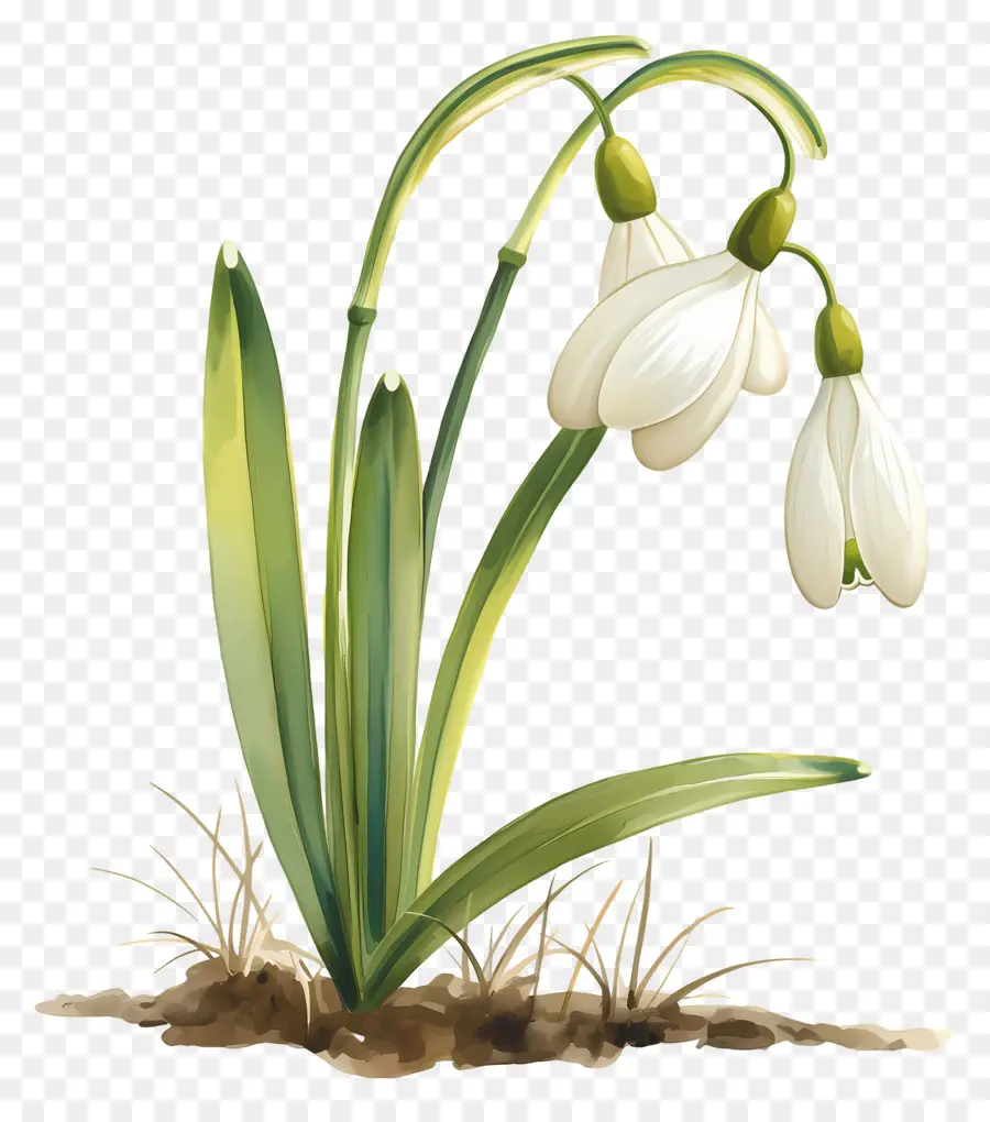 Fleur De Perce Neige，Usine PNG