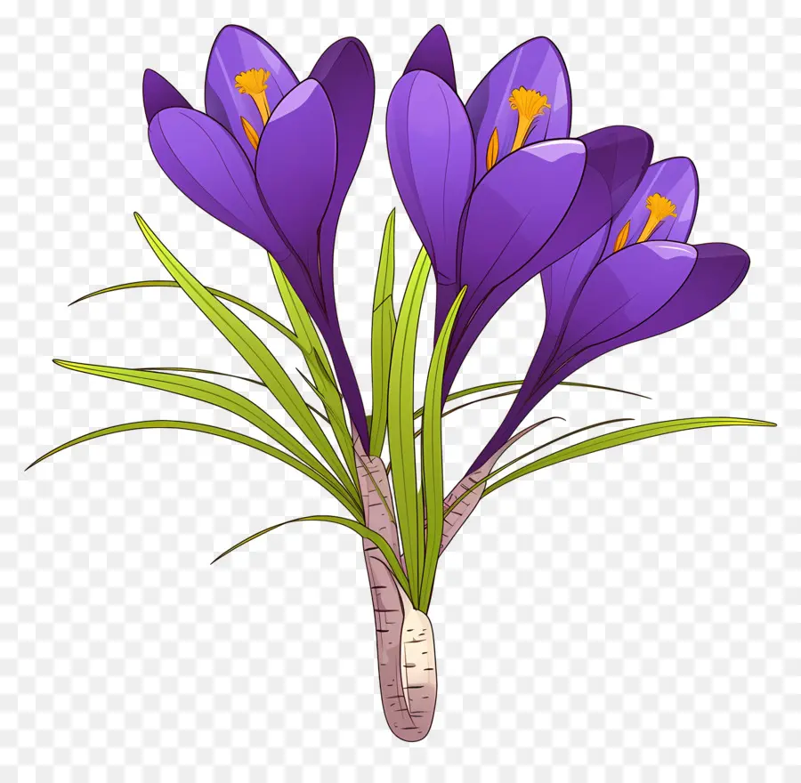 Crocus Safrané，Fleurs Violettes PNG