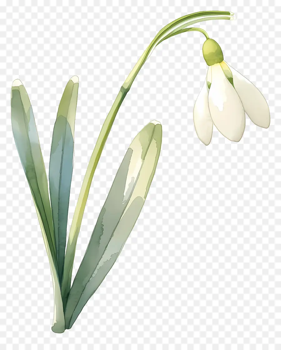 Fleur De Perce Neige，Perce Neige Blanc PNG