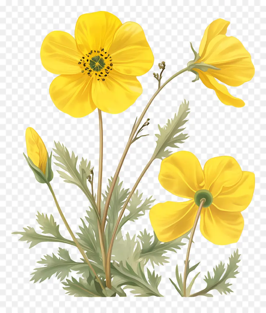 Fleur De Primevère，Fleurs Jaunes PNG