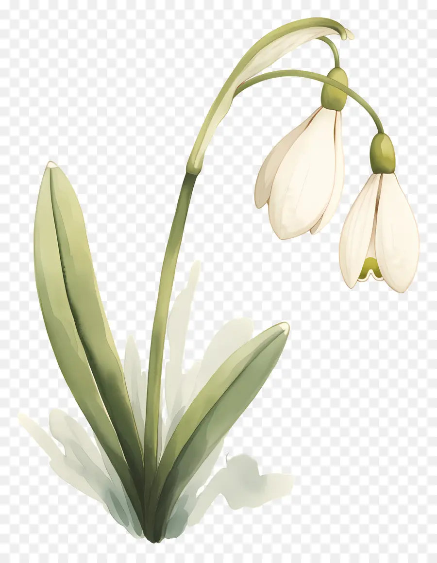 Fleur De Perce Neige，Perce Neige Blanc PNG