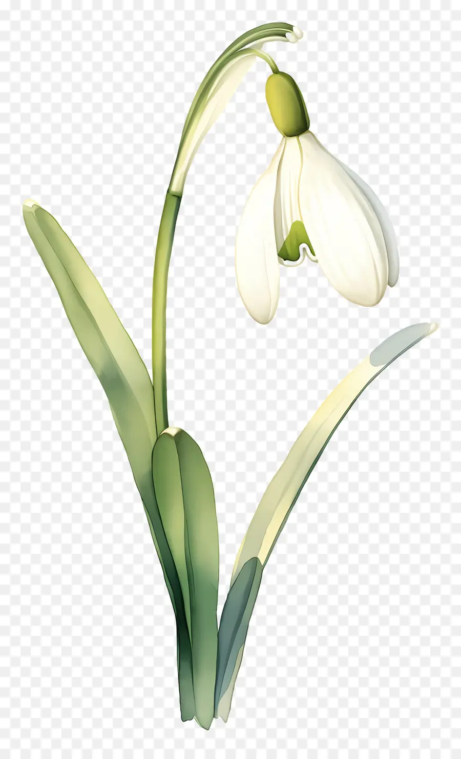 Fleur De Perce Neige，Perce Neige Blanc PNG