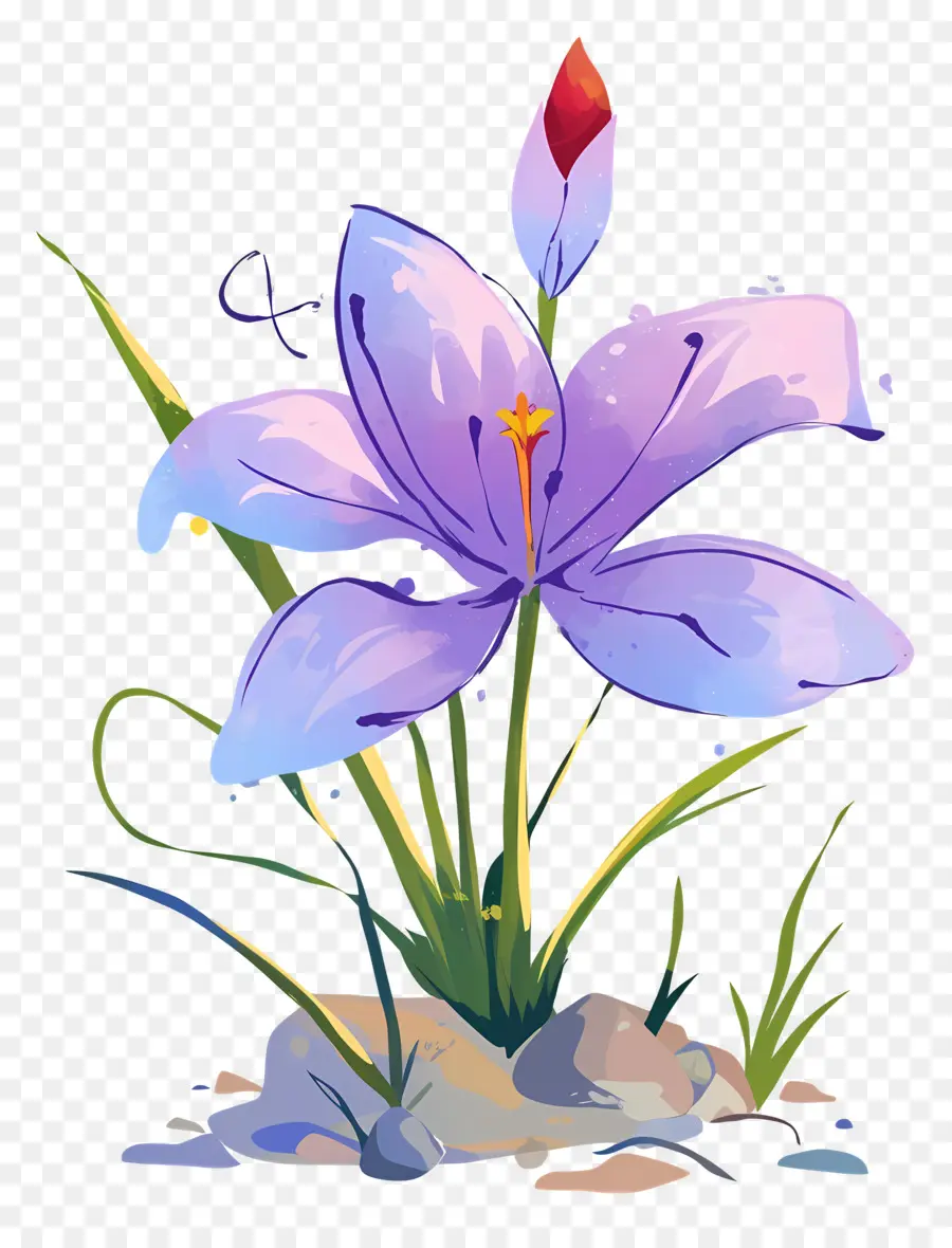 Fleur De Safran，Fleur Violette PNG