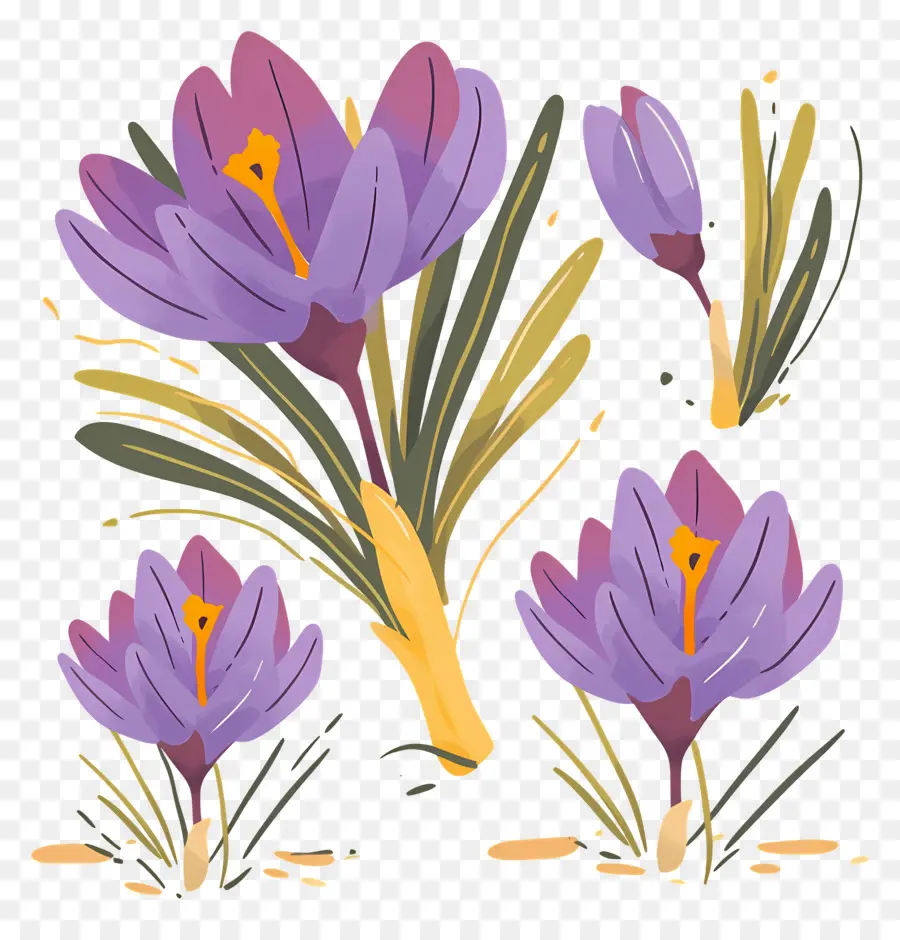 Crocus Safrané，Fleurs Violettes PNG