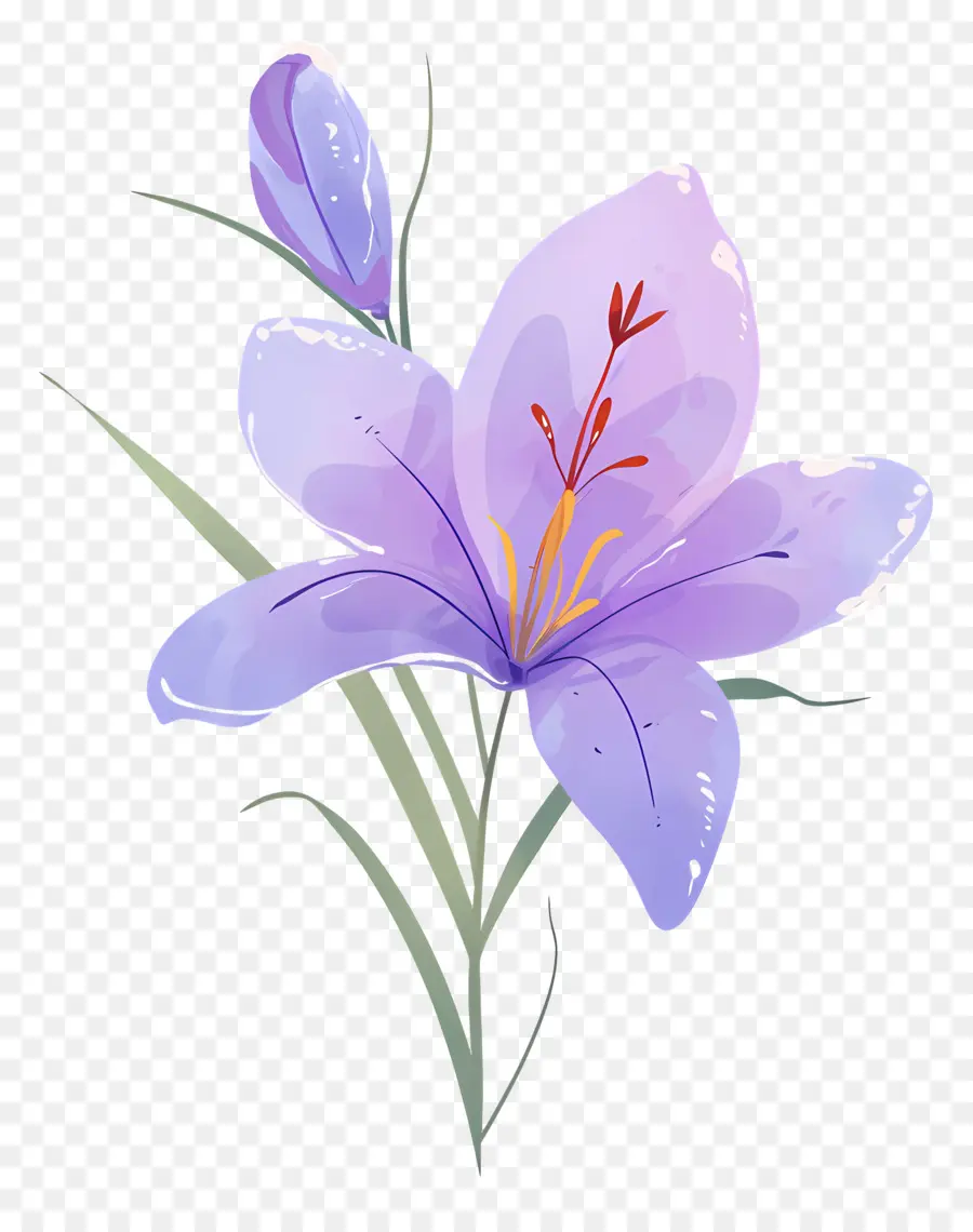 Fleur De Safran，Fleur Violette PNG