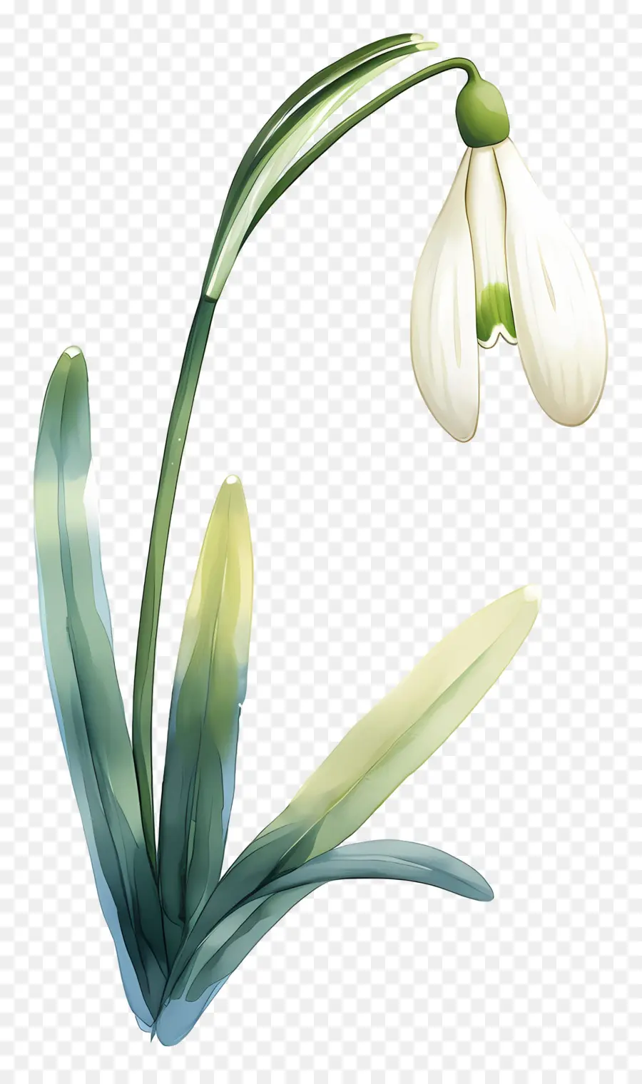 Fleur De Perce Neige，Feuilles PNG