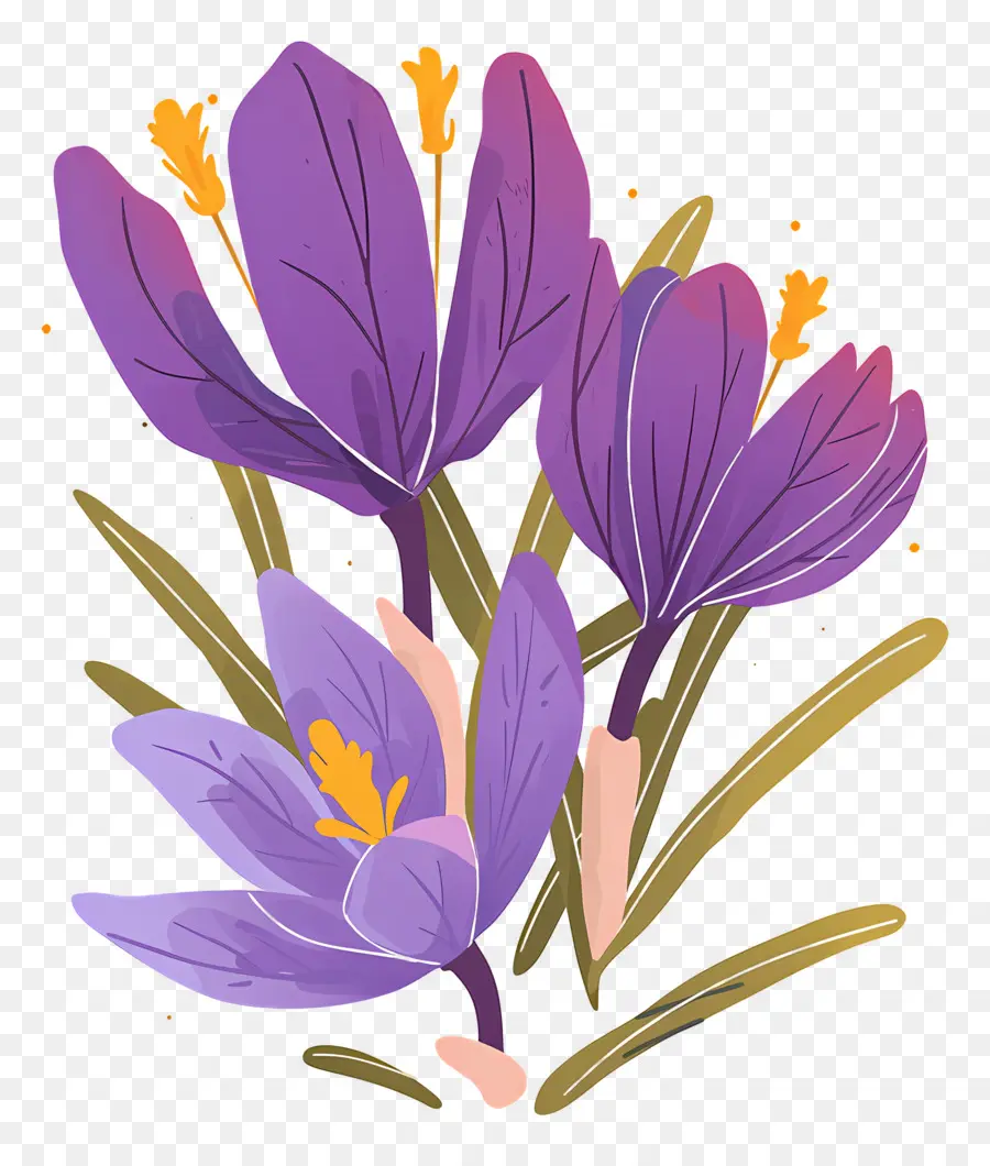 Crocus Safrané，Fleurs Violettes PNG