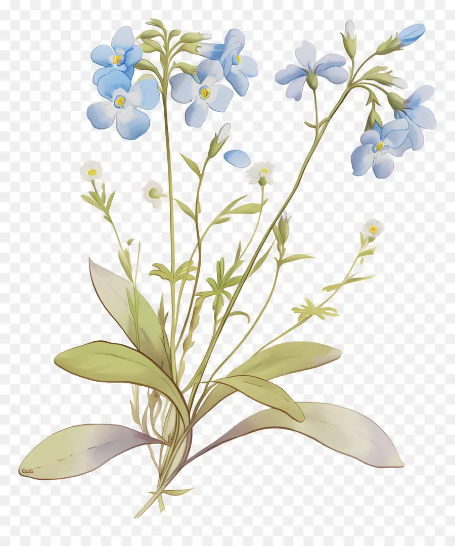 Ne M'oublie Pas La Fleur，Fleurs Bleues PNG