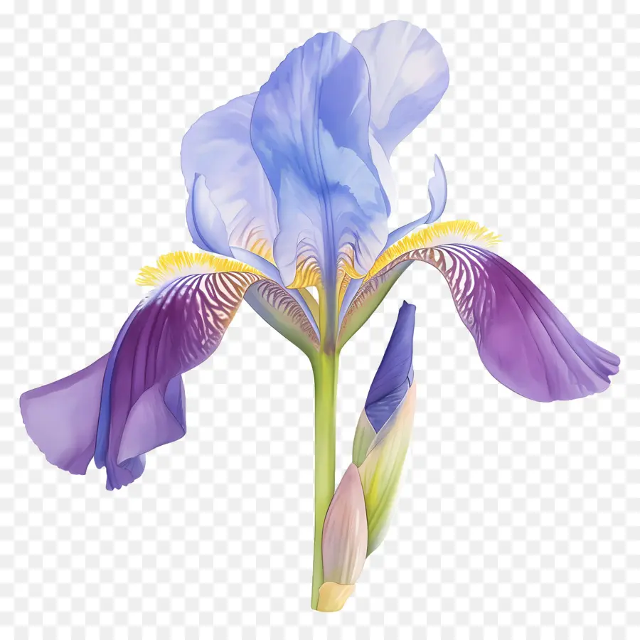 Iris Algérien，Fleur D'iris PNG