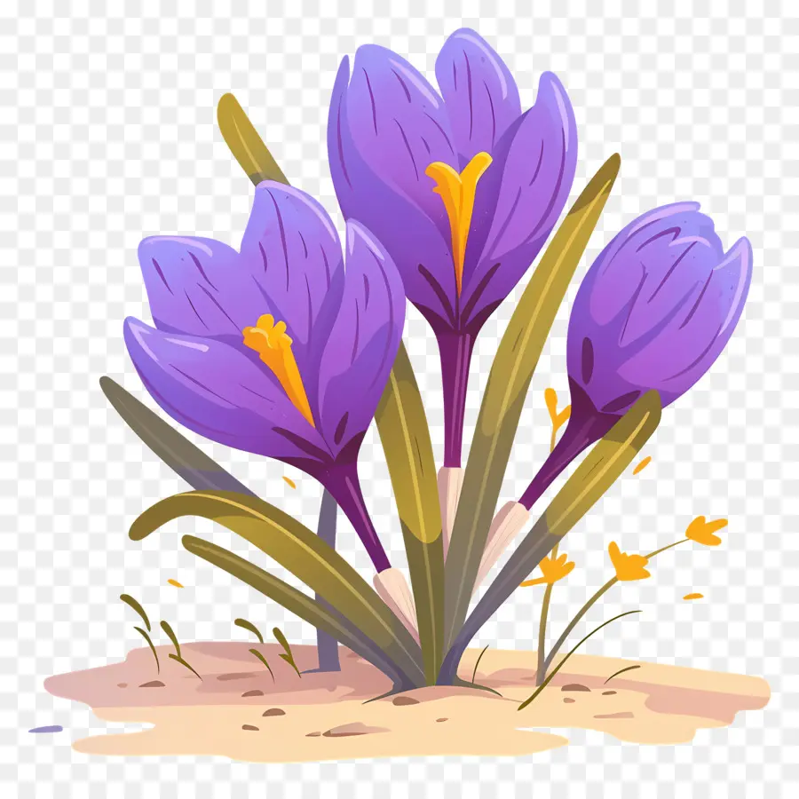 Crocus Safrané，Fleurs Violettes PNG