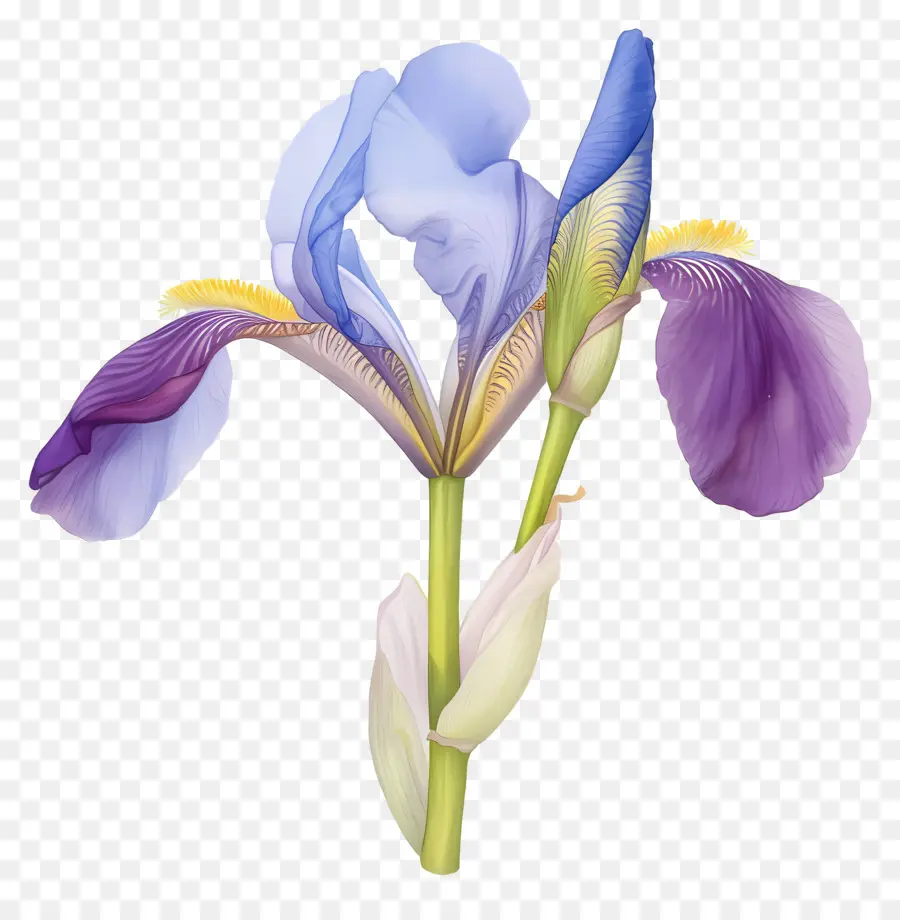 Iris Algérien，Fleur D'iris PNG