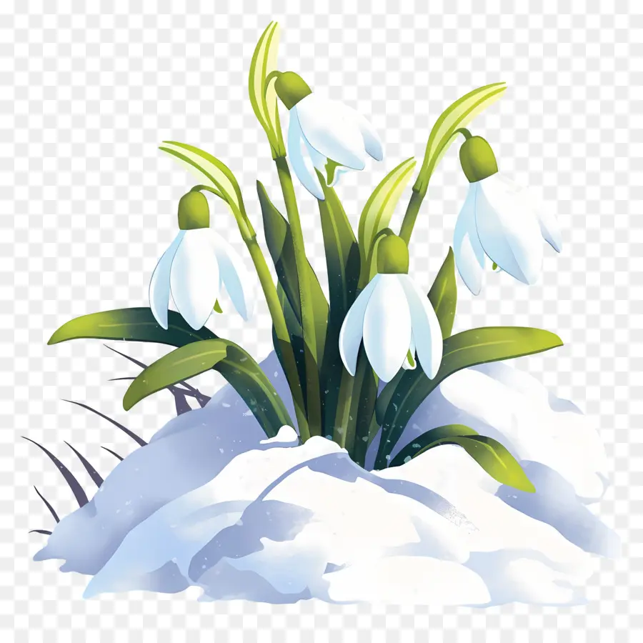 Perce Neige Dans La Neige，Perce Neige PNG