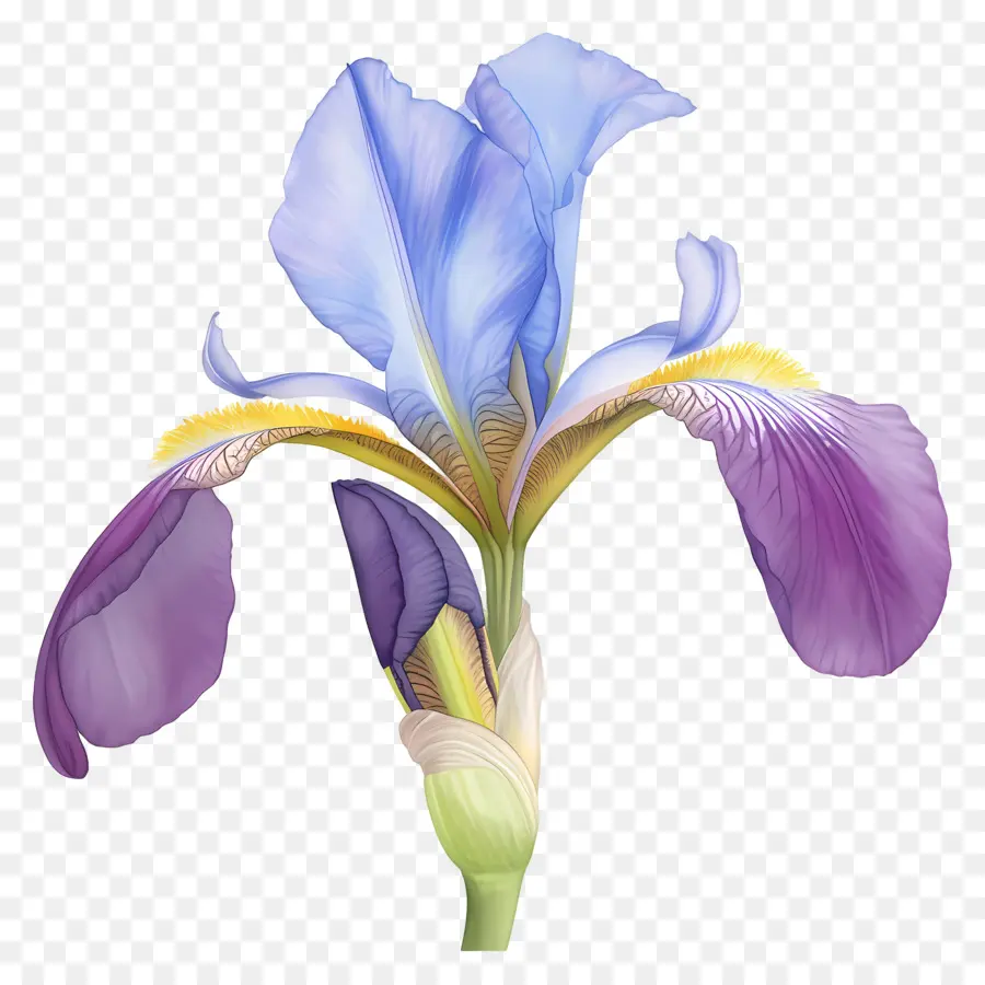 Iris Algérien，Fleur D'iris PNG