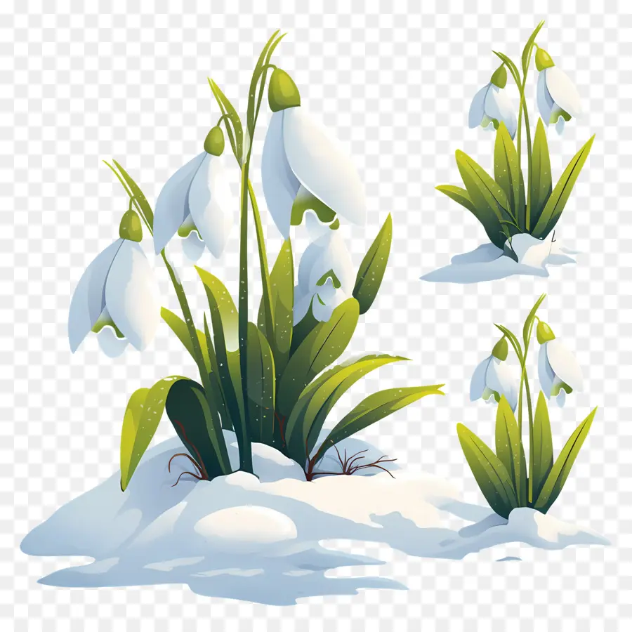 Perce Neige Dans La Neige，Hiver PNG