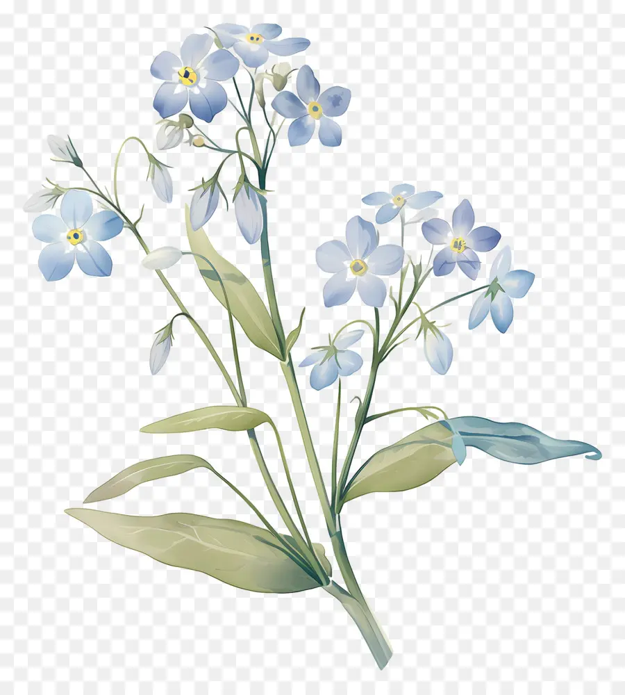 Ne M'oublie Pas Fleur，Fleurs Bleues PNG