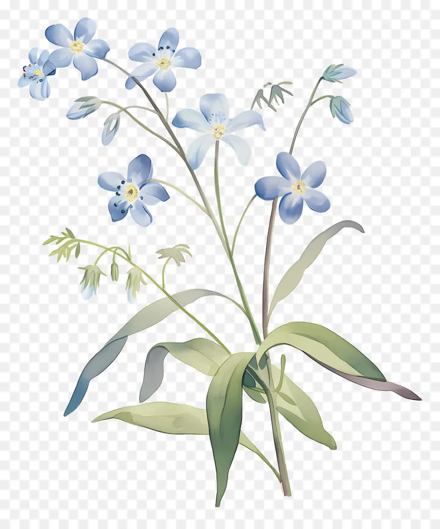 Ne M'oublie Pas Fleur，Fleurs Bleues PNG