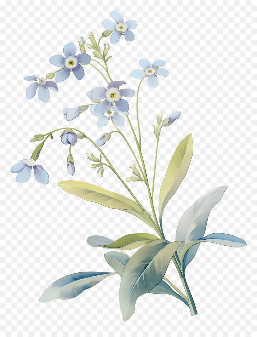 Ne M'oublie Pas La Fleur，Fleurs Bleues PNG