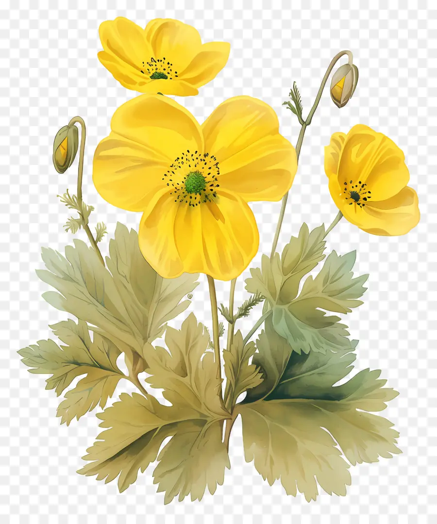 Fleur De Primevère，Fleurs Jaunes PNG