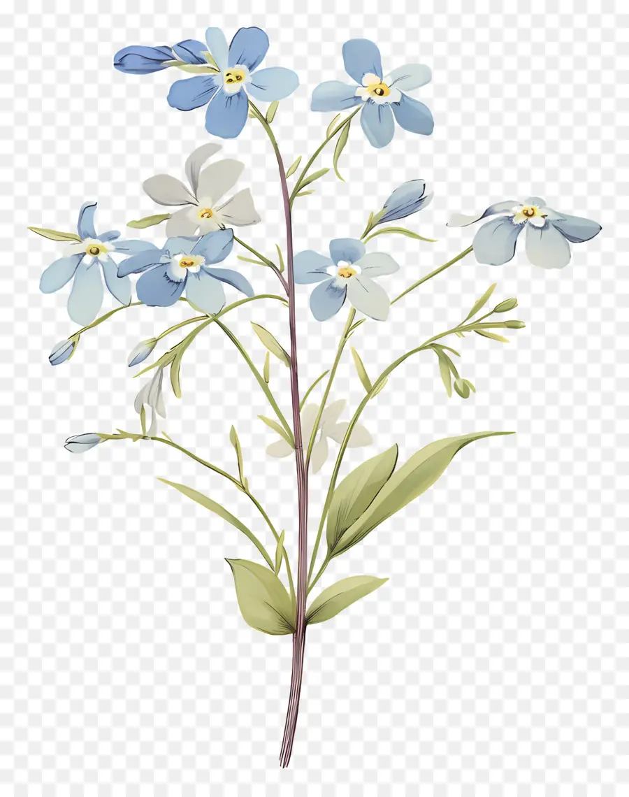 Ne M'oublie Pas La Fleur，Fleurs Bleues PNG