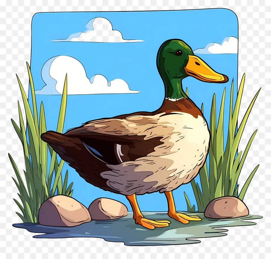 Canard De Dessin Animé，étang PNG