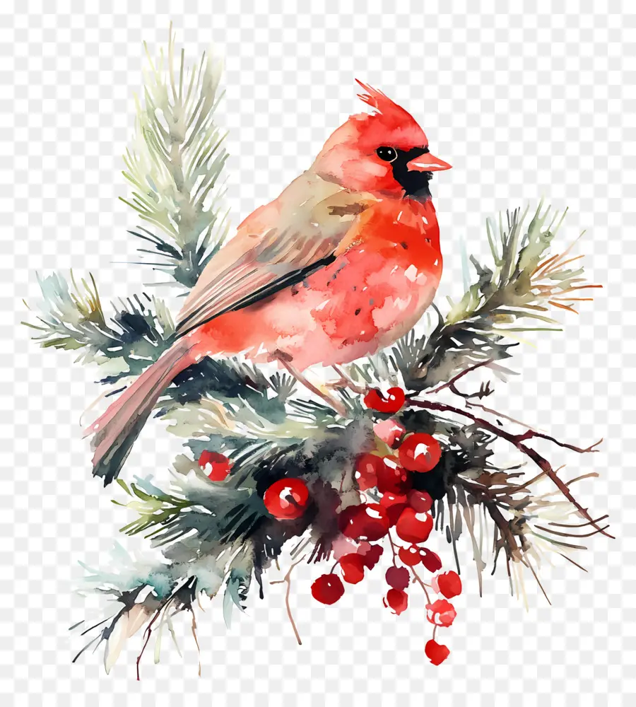 Aquarelle De Noël，Cardinal Sur Branche PNG