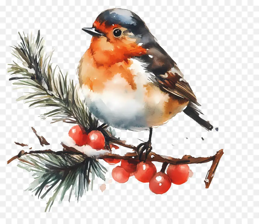 Aquarelle De Noël，Oiseau Coloré PNG