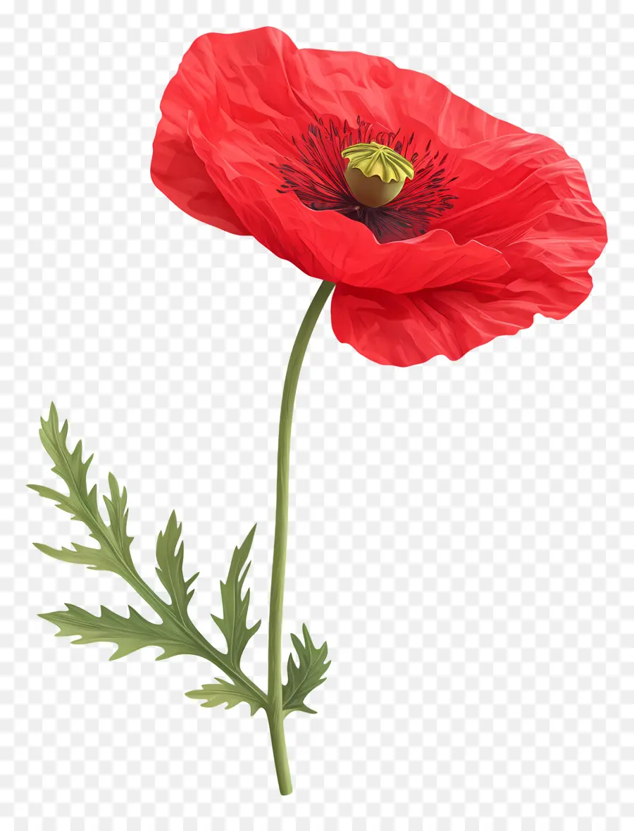 Coquelicot Rouge，Coquelicots Rouges PNG