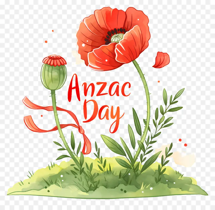 Journée Anzac，Coquelicots De La Journée Anzac PNG