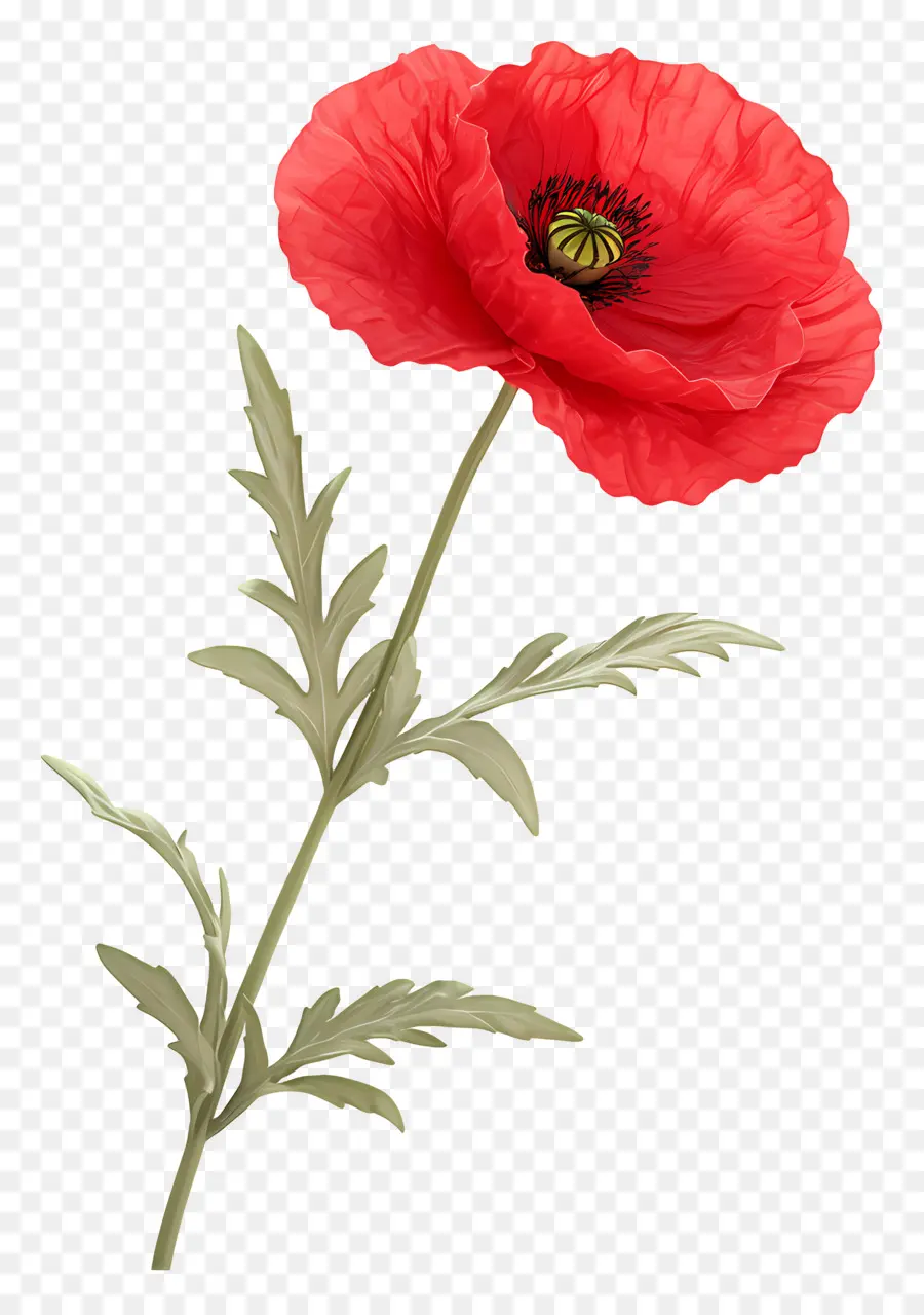 Coquelicot Rouge，Feuilles Vertes PNG