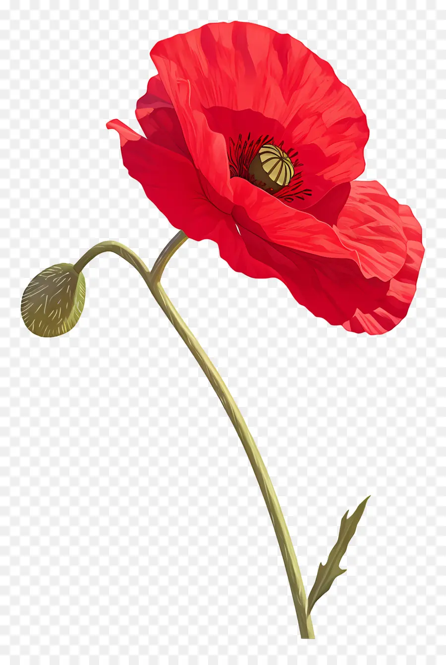 Coquelicot Rouge，Pavot PNG