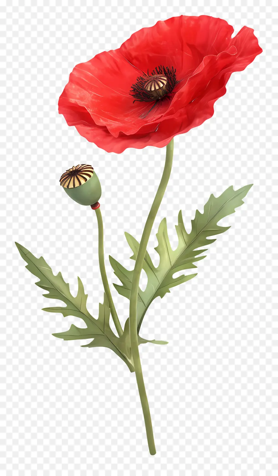 Coquelicot Rouge，Feuilles Vertes PNG