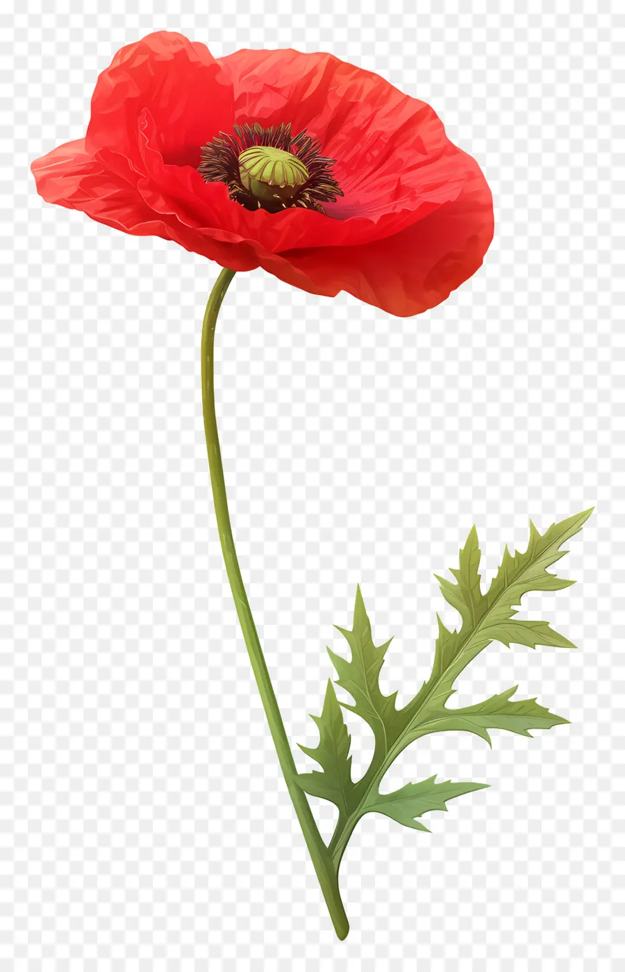 Coquelicot Rouge，Floraison PNG