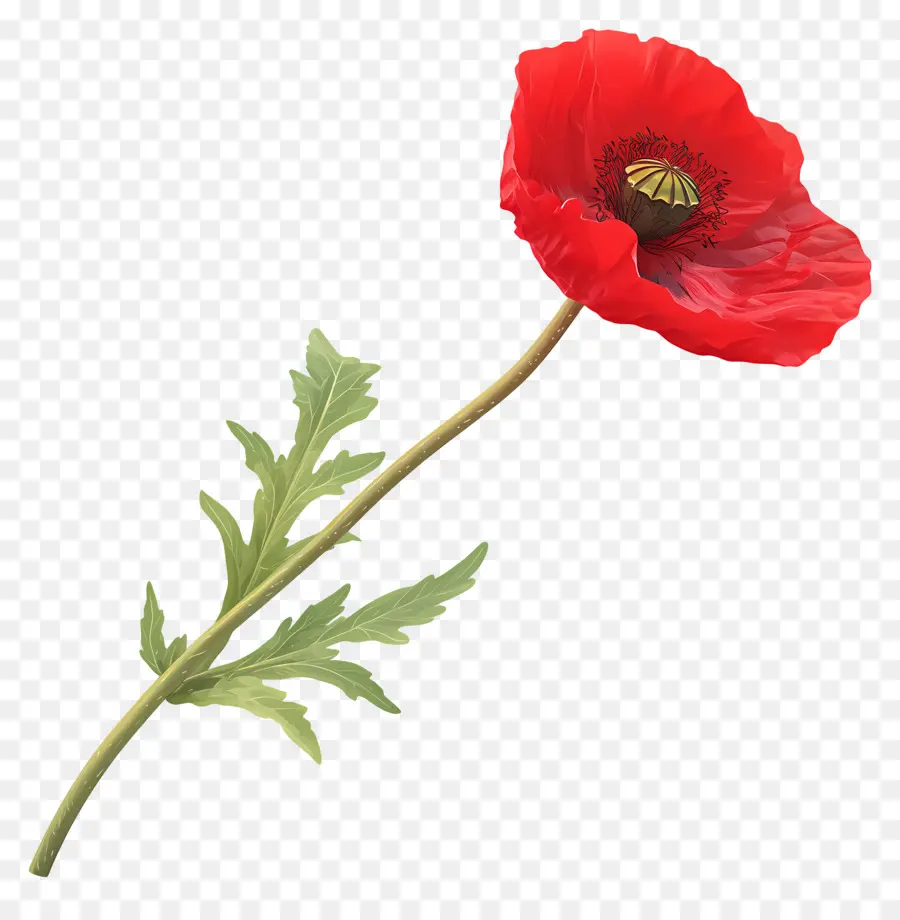 Coquelicot Rouge，Pétales PNG