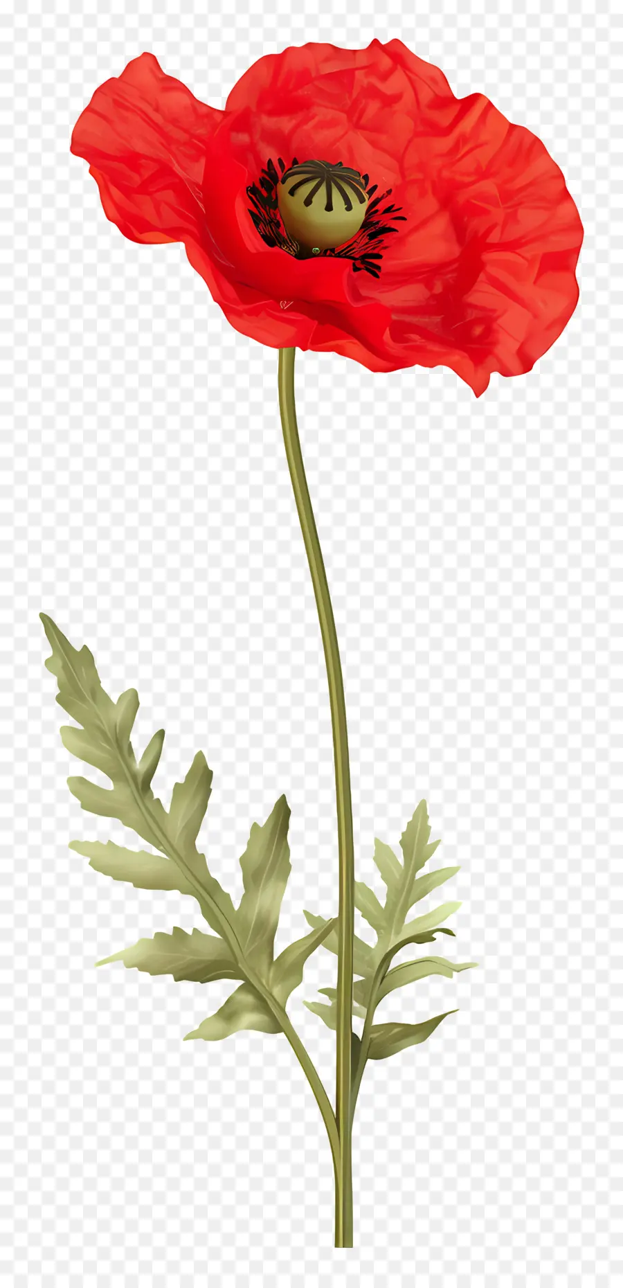 Coquelicot Rouge，Floraison PNG