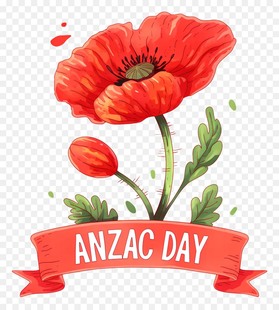 Journée Anzac，Coquelicots De La Journée Anzac PNG