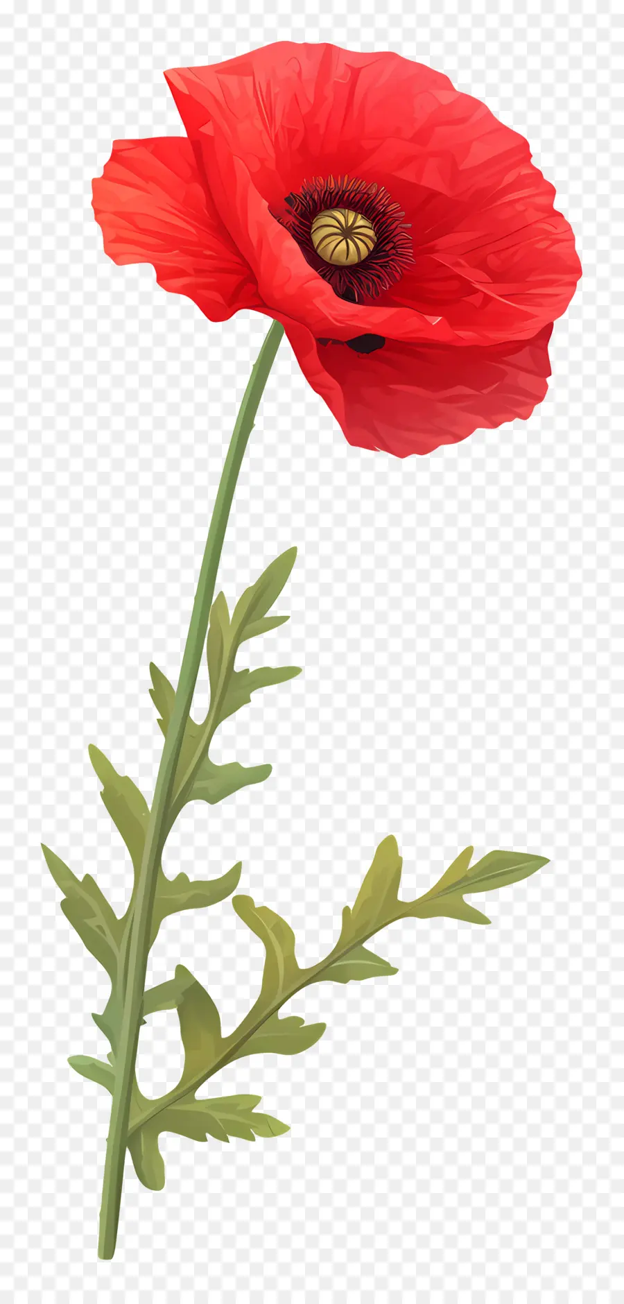 Coquelicot Rouge，Floraison PNG