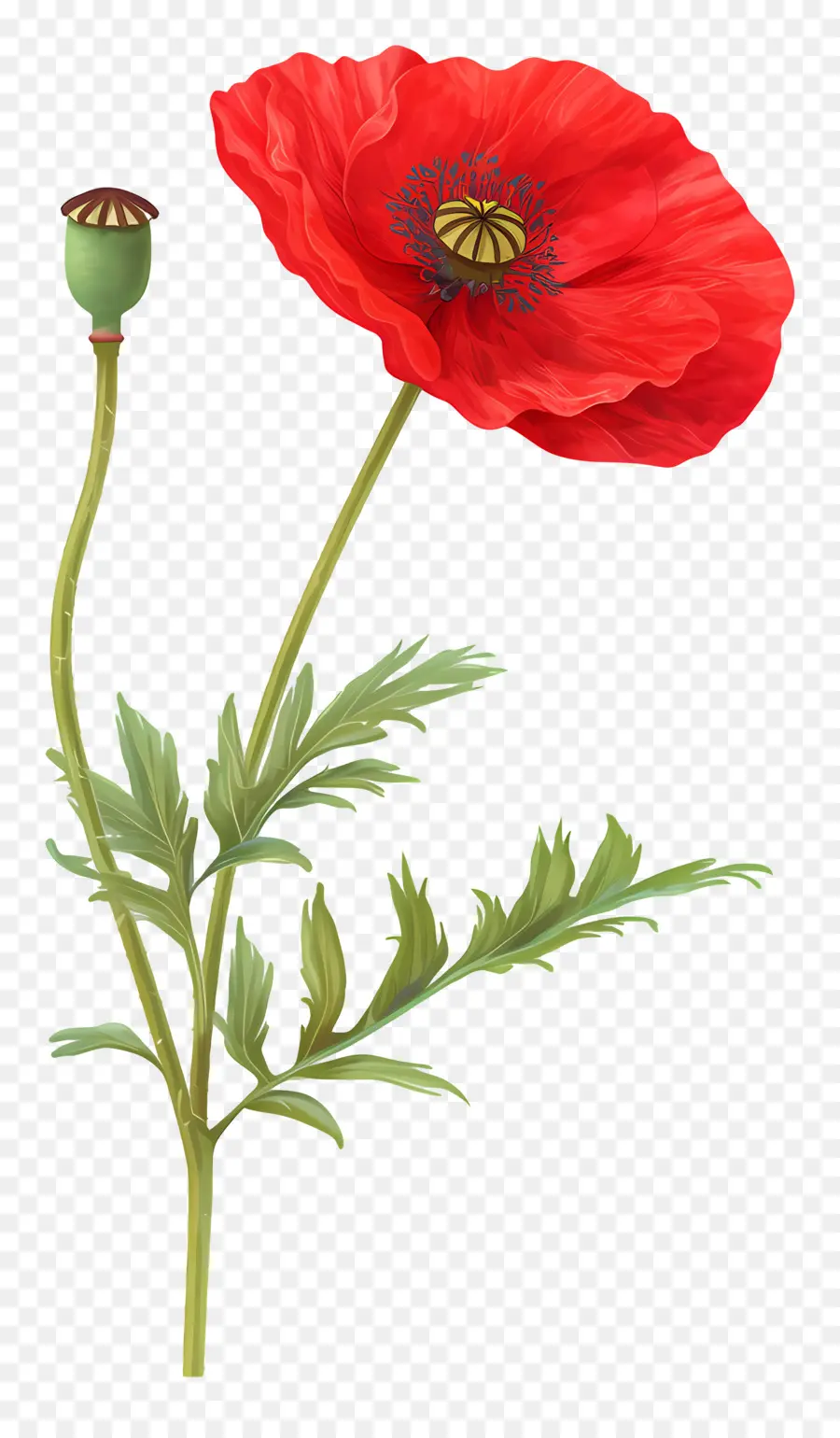 Coquelicot Rouge，Feuilles Vertes PNG