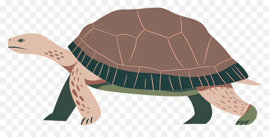 Tortue De Dessin Animé，Tortue PNG