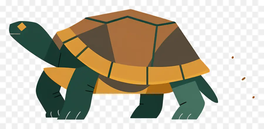 Tortue De Dessin Animé，Tortue PNG